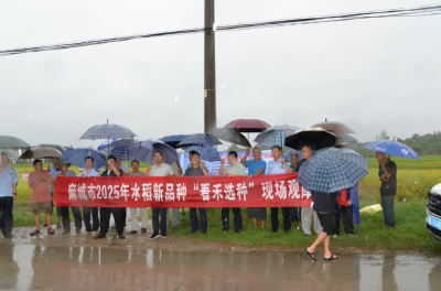 麻城农业综合执法大队开展中稻新品种展示活动 助农选种提效益
