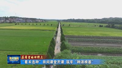 在希望的田野上丨 “看禾选种”田间课堂开课 筑牢“种源根基”