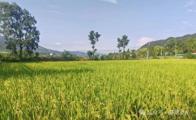 超1.4万亿斤！2025年全国粮食实现丰收