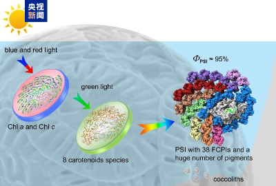 我国科学家取得光合生物适应进化研究新突破