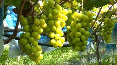 麻城40余载光影蝶变：从银幕战场到幸福家园的奋进答卷