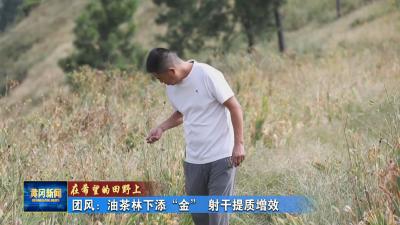 在希望的田野上丨 团风：油茶林下添“金” 射干提质增效