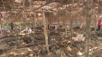 在希望的田野上丨罗田：小天麻种出大产业