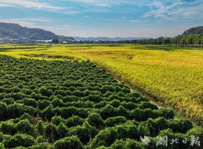 北方的粟和南方的稻五千年前湖北相遇 江汉平原商周时期或已初步五谷齐备
