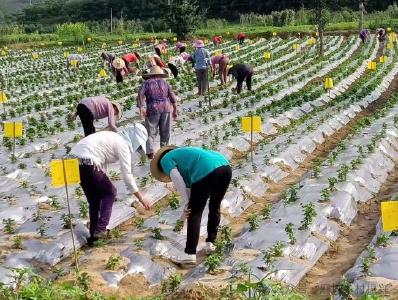 麻城：产业园里好挣钱