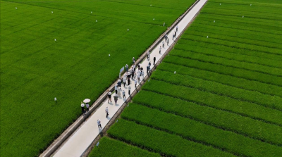 龙感湖管理区“稻蛙共生”奏响田园牧歌