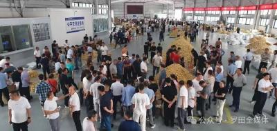 罗田大别山道地药材产业园鲜货市场开市！首日交易火热