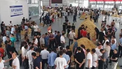 罗田大别山道地药材产业园鲜货市场开市