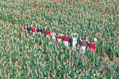 黄州区江滩公园绘就秋日新画卷—— 油菜花谢红高粱起