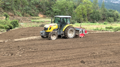 石头咀镇农民种植黄精走上增收“快车道”