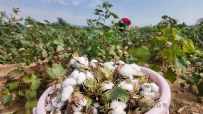 全省棉花机械采收现场观摩暨技术培训会在我市举行 共探棉花产业高质量发展新路径