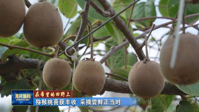 在希望的田野上｜ 猕猴桃喜获丰收 采摘尝鲜正当时