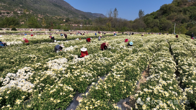 菊香满麻城 品牌值千金！麻城福白菊品牌价值突破72亿元