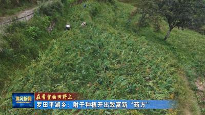 在希望的田野上丨 罗田平湖乡：射干种植开出致富新“药方
