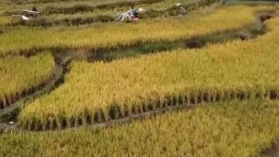 全国秋粮收获近四成 各地抢收抢烘确保颗粒归仓