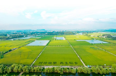 蕲春县供销社筑牢水稻秋收“保障网”