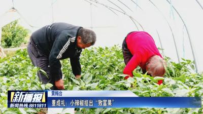 黄冈人黄冈事｜董成礼：小辣椒结出“致富果”