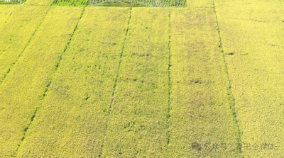 10月4日 早！黄冈 | “苏东坡”邀您同游遗爱湖 ◆大赛即将举办 