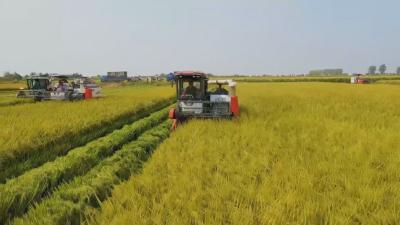 在希望的田野上丨守好秋收“粮袋子” 装满产业“油罐子”