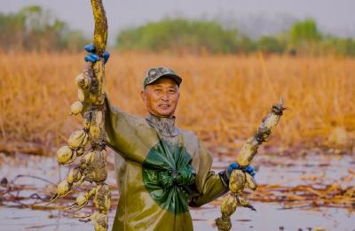“藕”遇洪湖，誉满天下！