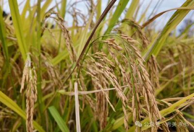 人工智能博士潘新星：回到家乡 把AI+写在田野上