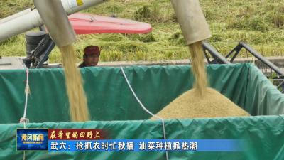 在希望的田野上丨 武穴：抢抓农时忙秋播 油菜种植掀热潮