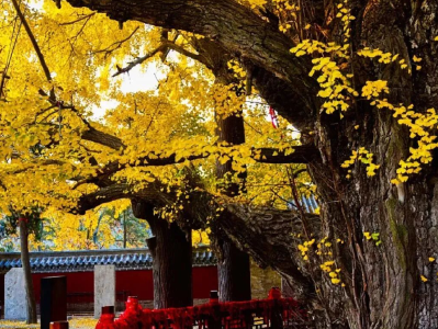 听见 | 古树的情怀