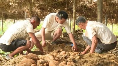 延长产业链 打造供应链 提升价值链  罗田天麻从深山走向全国市场