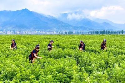 我市出台中医药产业高质量发展方案 打造蕲艾茯苓天麻“单品冠军”