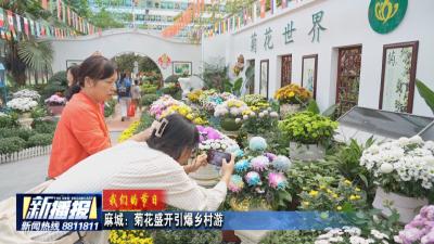 我们的节日｜麻城：菊花盛开引爆乡村游