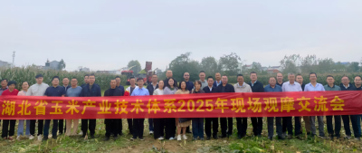 湖北省玉米产业技术体系现场观摩会在麻城市召开
