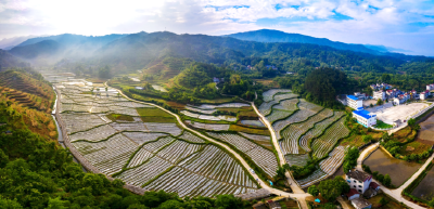 青山生“金”  药香富民——九资河镇石柱山村发展特色产业激发振兴新活力