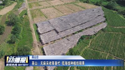 又是一年好“丰”景｜英山：天麻采收筹备忙 低海拔种植结硕果