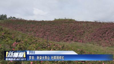 罗田：秋染大别山 杜鹃别样红