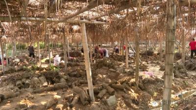 青山生“金”  药香富民 ——九资河镇石柱山村发展特色产业激发振兴新活力