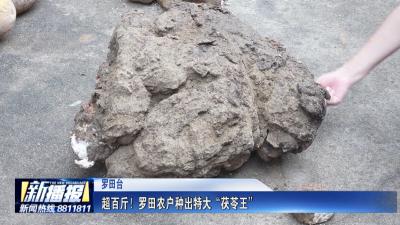 超百斤！罗田农户种出特大“茯苓王”