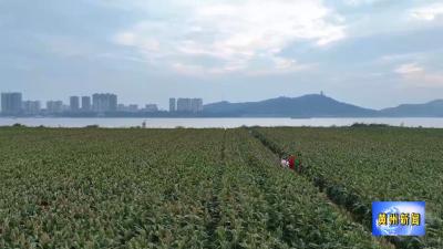 黄州江滩公园：红高粱接棒油菜花  秋日画卷别样红