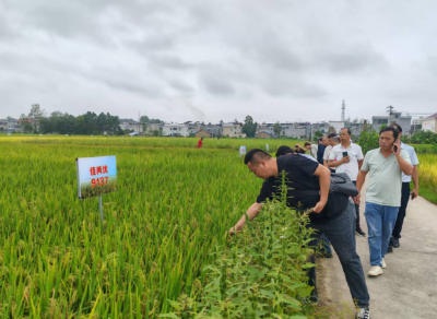 浠水县开展水稻“看禾选种”观摩活动