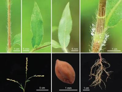 湖北省大别山区特色生物自然科技资源库获批 我市拥有2家省级自然科技资源库