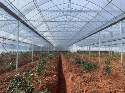 大河镇余苏村“苦药材”种出“甜日子”