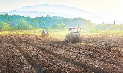 油菜年产量超300万吨创新高