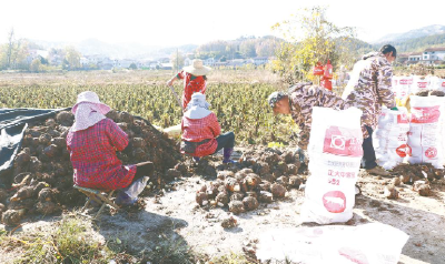 香芋盈野，绘就乡村产业振兴新画卷