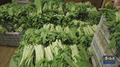 2100斤爱心菜苔  为黄州老人送关怀