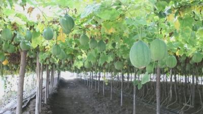 经济微观察 发展惠民生｜黄冈：枝头藏希望 山货结出“致富果”