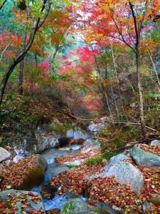 从“避暑客”到“新村民”，负氧离子作“续命氧”——武汉翁妪六载“钉”守大别山