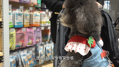 逛出幸福感：与“毛孩子”同行的城市地标