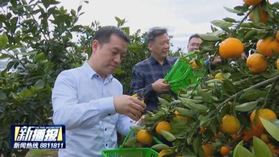 又是一年好“丰”景｜蕲春：小柑橘“甜”成大产业  秋日采摘“火”了乡村游