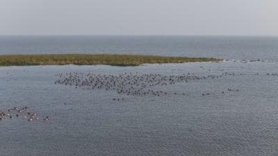 绿色发展的黄冈答卷｜我市生态添新名片 龙感湖湿地获“国字号”认证