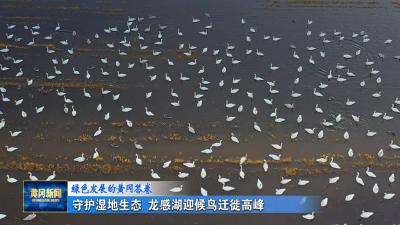 绿色发展的黄冈答卷｜ 守护湿地生态 龙感湖迎候鸟迁徙高峰