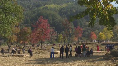 经济微观察 发展惠民生｜红叶“引人” 文化“留客” 罗田探索文旅融合新路径